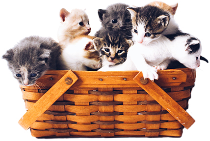 Adopt A Cat Or Dog | No-Kill Animal Shelter | Etobicoke Humane Society