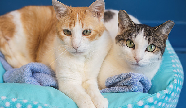 Adopt A Cat Or Dog | No-Kill Animal Shelter | Etobicoke Humane Society