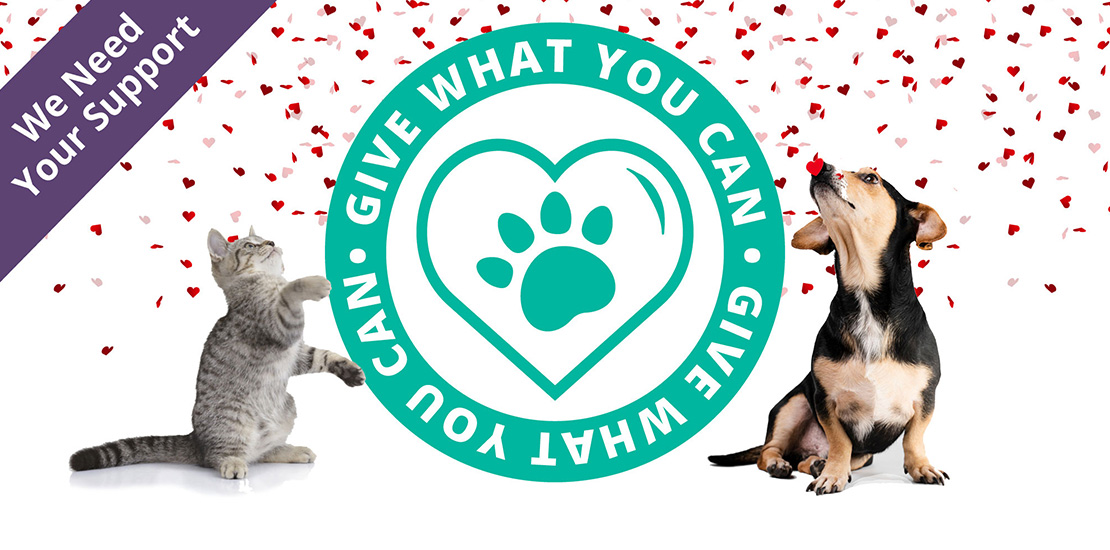 Give What You Can Campaign Banner