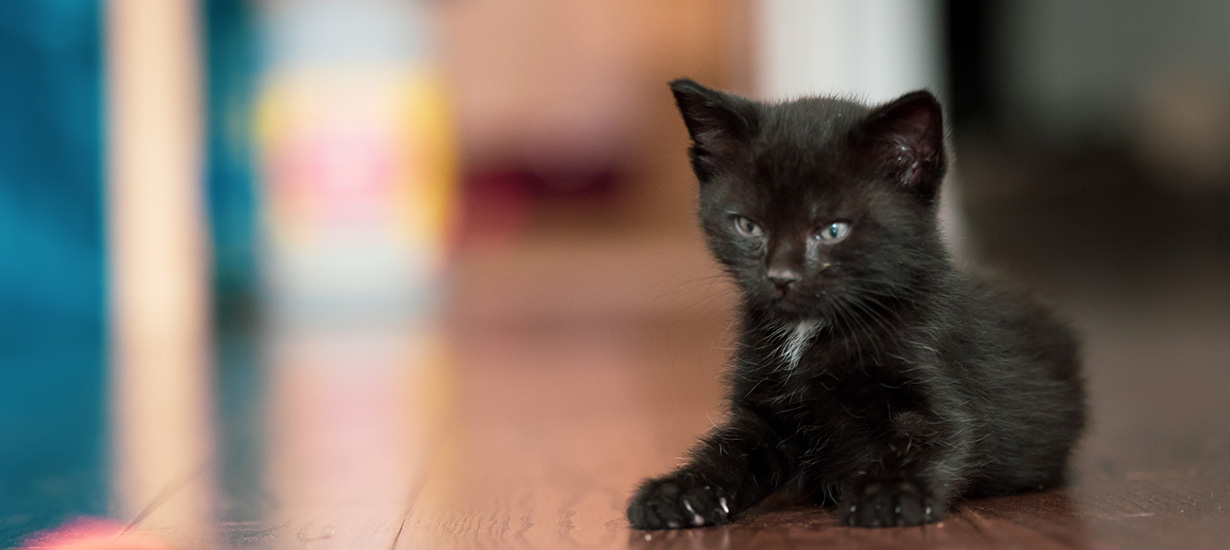 Black Kitten Laying Down