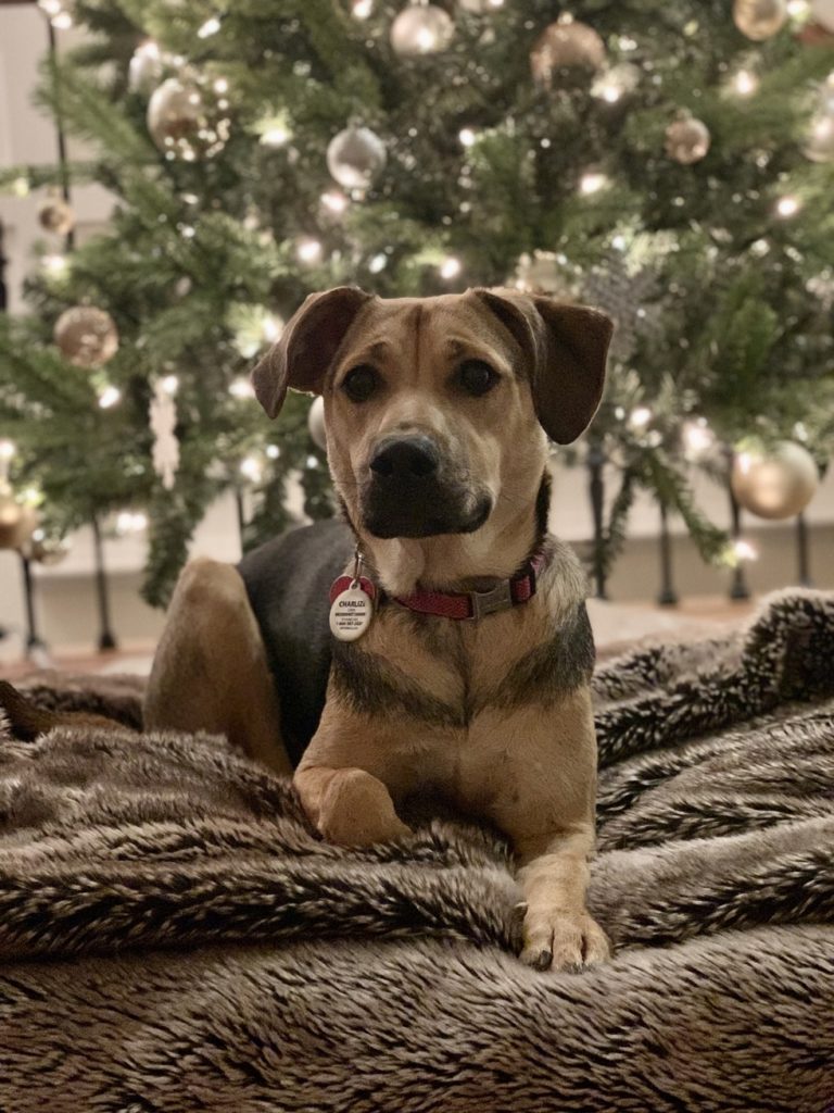 Dog In Front of Christmas Tree