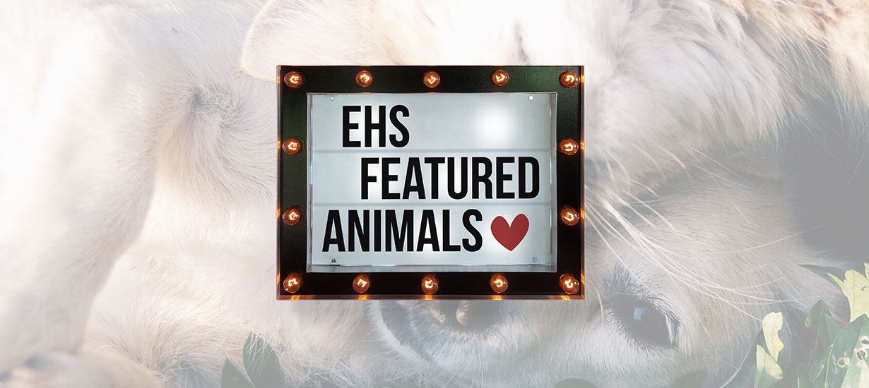 EHS Featured Animals Header