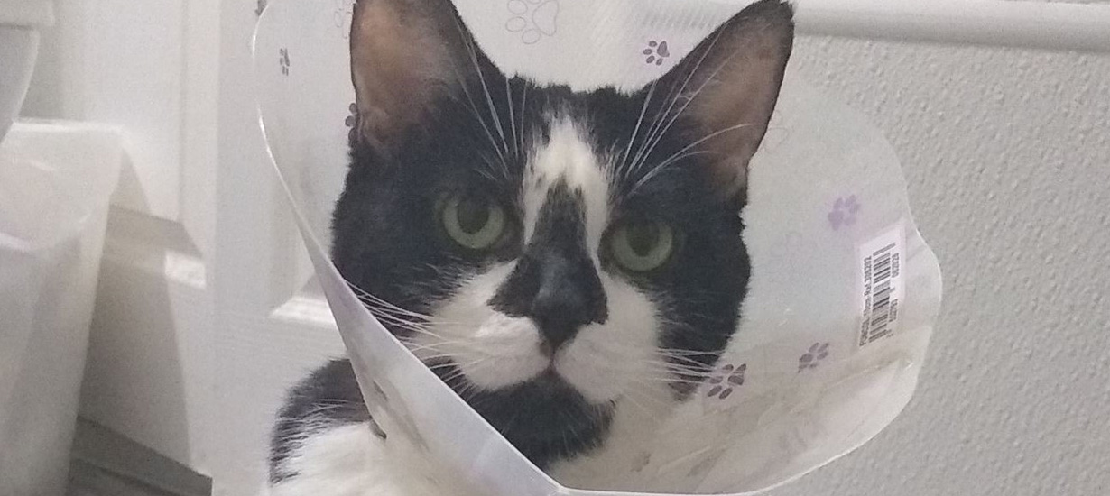 A Cat in A Cone