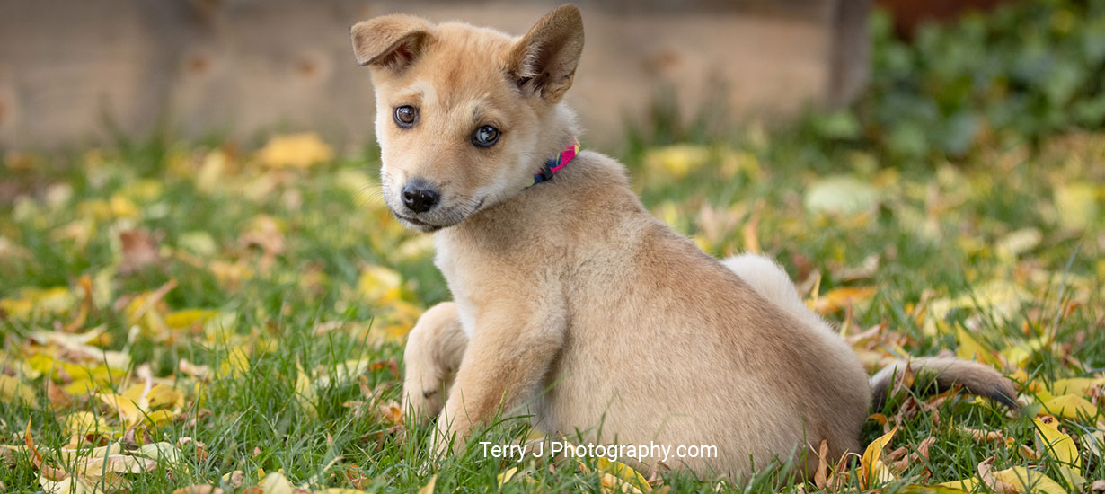 Puppy In The Yard