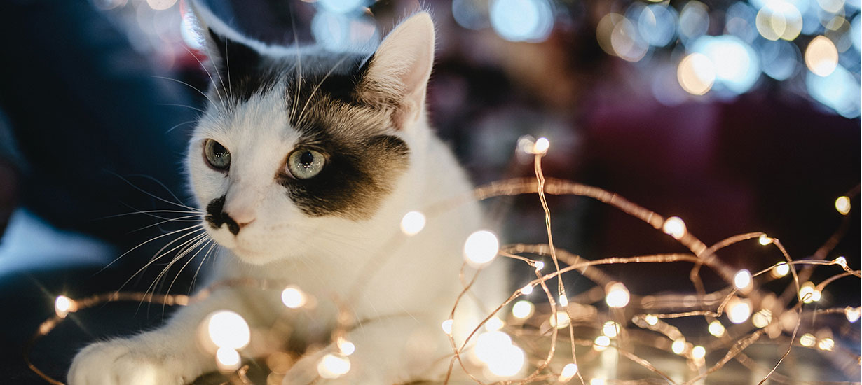 Cat Laying in Fairy Lights