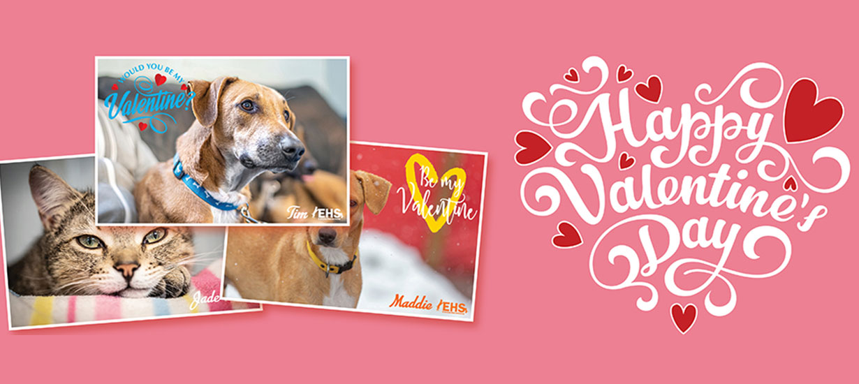 Happy Valentine's Day with images of cats and dogs