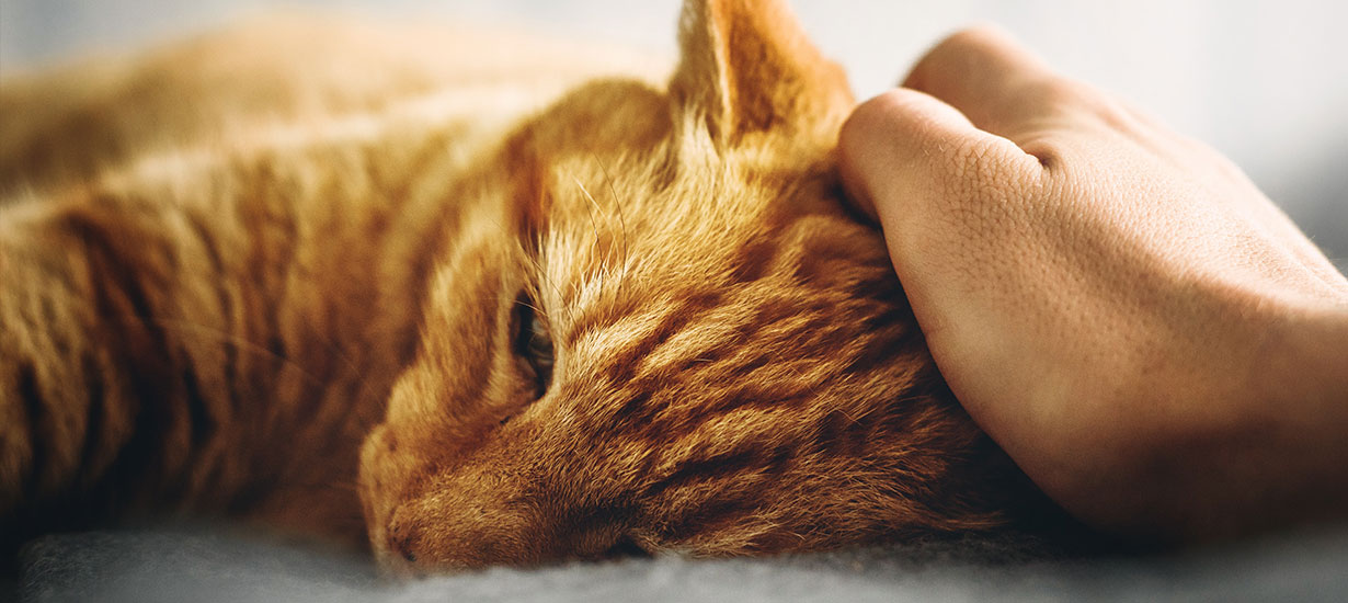 Hand petting an orange cat