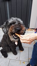 Dog Eating a Backed Biscuit