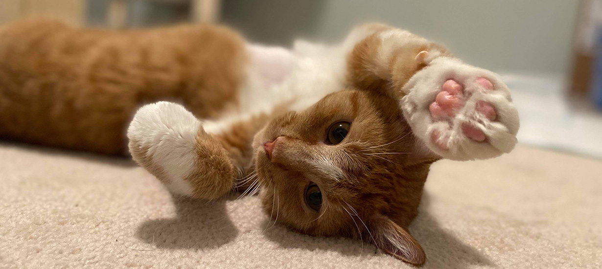 A Cat Playing on the Carpet