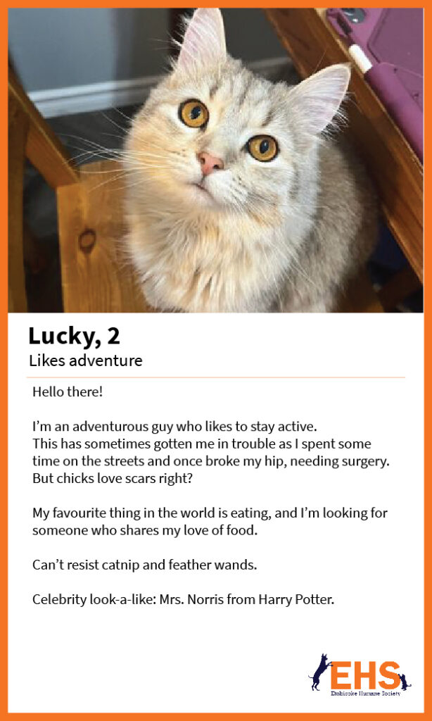 I’m an adventurous guy who likes to stay active. This has sometimes gotten me in trouble as I spent some time on the streets and once broke my hip, needing surgery. But chicks love scars right? My favourite thing in the world is eating, and I’m looking for someone who shares my love of food. 

Can’t resist catnip and feather wands. 

Celebrity look-a-like: Mrs. Norris from Harry Potter.