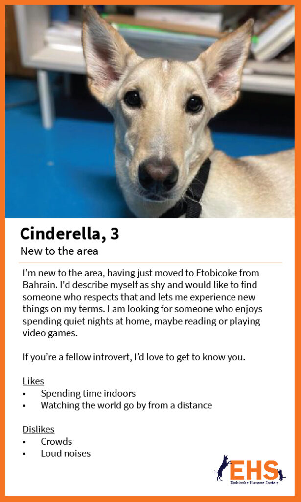 Cinderella, 3 years

I’m new to the area, just moved to Etobicoke from Bahrain. I'm a shy gal looking for someone who respects that and lets me experience new things on my terms... someone who enjoys spending quiet nights at home, maybe reading or playing video games. If you’re a fellow introvert, I’d love to get to know you. 

Likes: Spending time indoors & watching the world go by from a distance
Dislikes: Crowds & loud noises