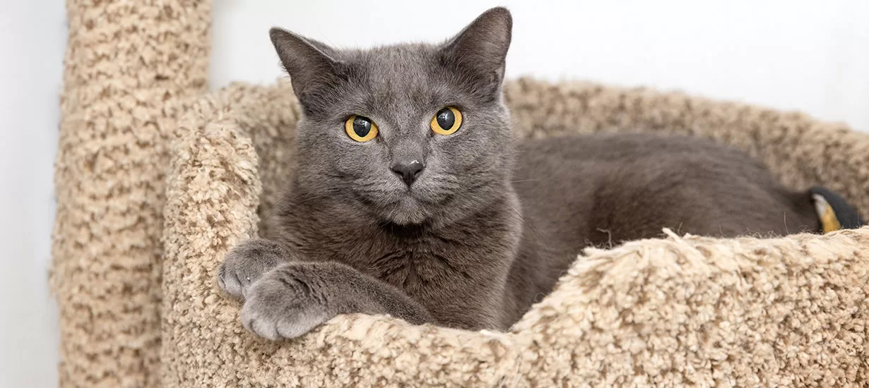 Grey Lounging Cat with Intense Eyes