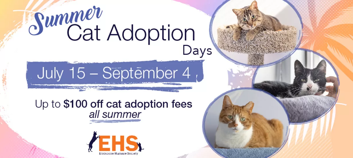 Cat Adoption Days Details