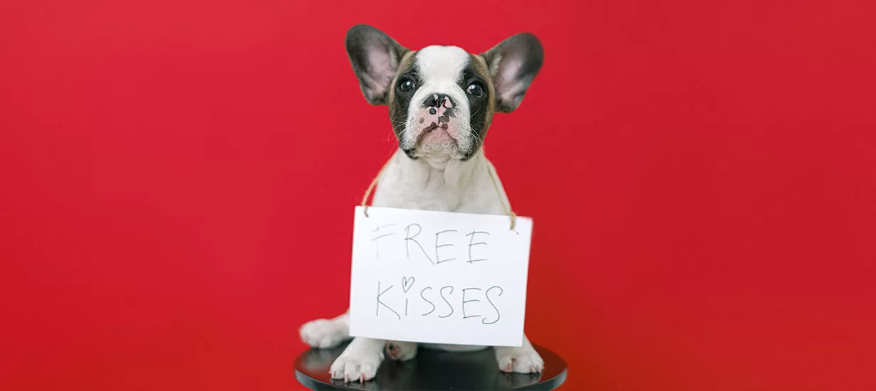 Dog with Free Kisses Sign Around Neck