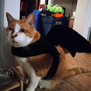 Adoptable Special Needs Cat in Bat Costume