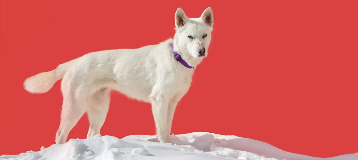 White Dog on Pile of Snow