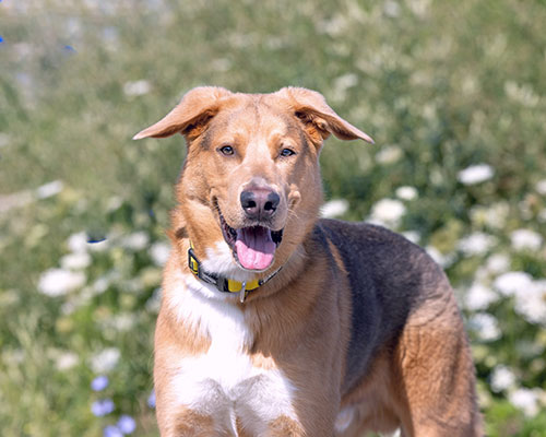 Happy Dog Looking at Camera