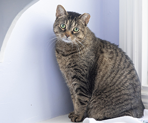 Cinnamon the Cat Sitting Against the Wall
