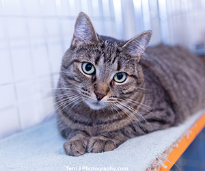 Emma the cat looking at the camera