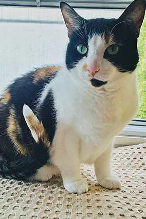 Lumi the Cat Sitting and Watching