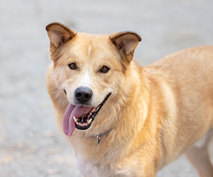Head shot of Max the Dog with Tongue Out