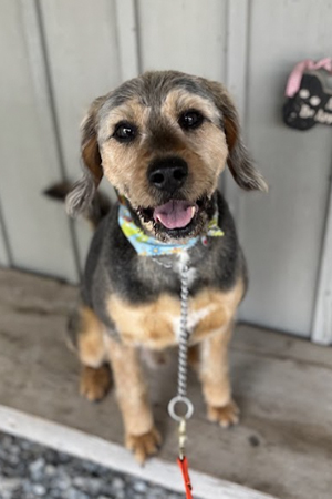 Tank the Dog Looking At Camera with a Smile