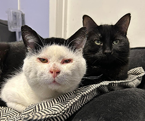 Head shots of Thomas and Hershey the cats