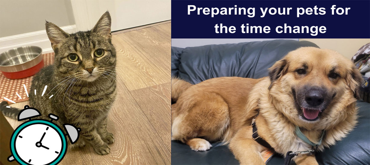 A Dog and a Cat getting ready for daylight savings
