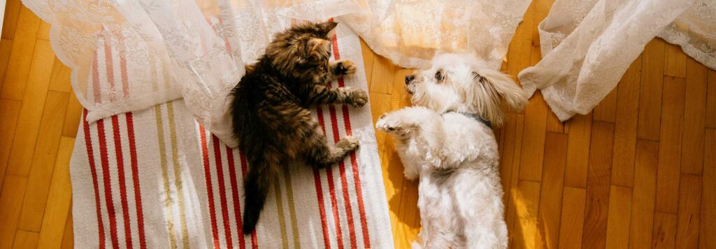 Dog Wanting to Be Adopted