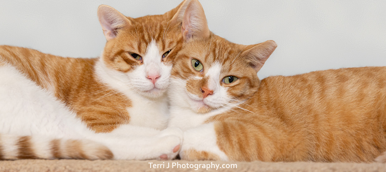 Two Cats Laying Together