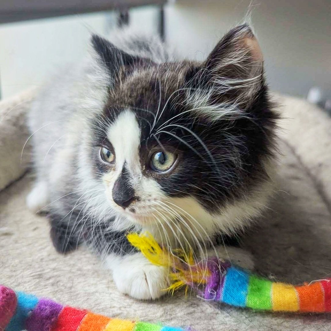 Ruby Etobicoke Humane Society ruby-etobicoke-humane-society