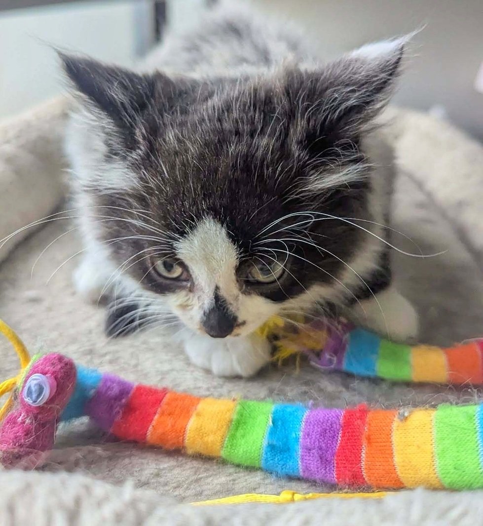 Ruby Etobicoke Humane Society ruby-etobicoke-humane-society
