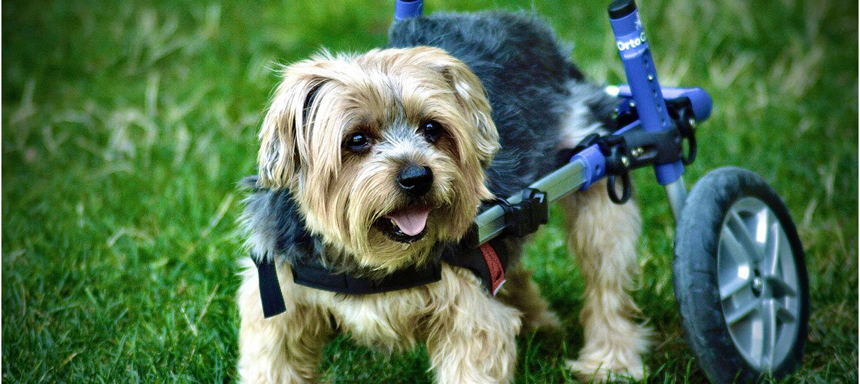 A Special Needs Dog in a Leg Support System