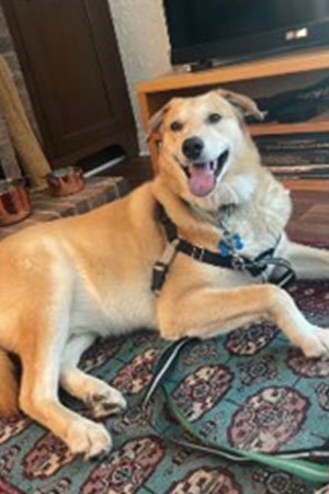 Wylie Laying Down and Happy
