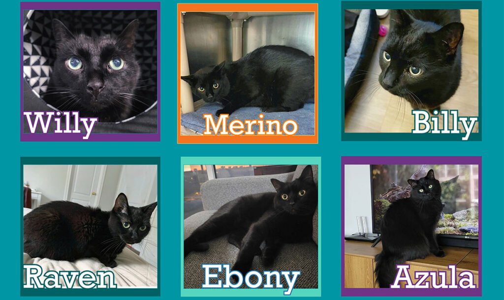A Bunch of Black Cats at EHS