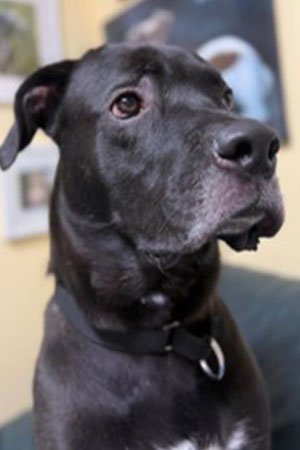 A Top Foster Dog - Remi