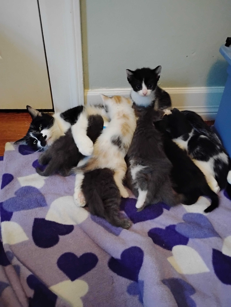 Zara and her 8 kittens
