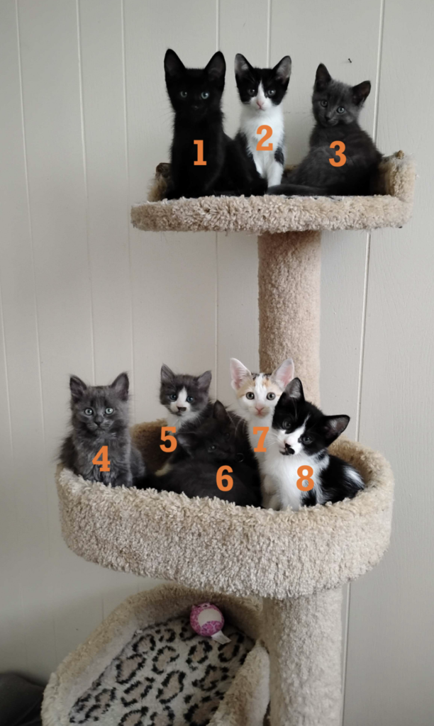 Zara and her 8 kittens